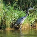 Blue Heron